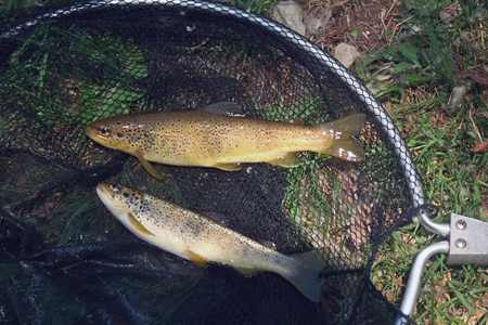 Evolución histórica de la salmonicultura en el Principado de Asturias