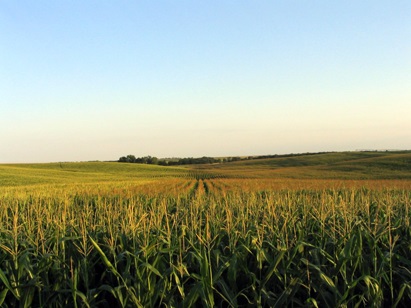 Hasta el ‘gorro’ de los transgénicos