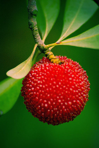 Suecia a favor del sello Bio