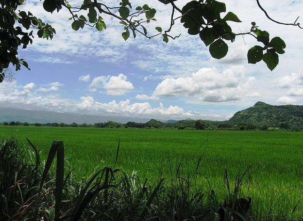 El aumento de las temperaturas está destruyendo los cultivos de arroz