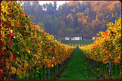 Ecoracimo de Oro para Mutuo