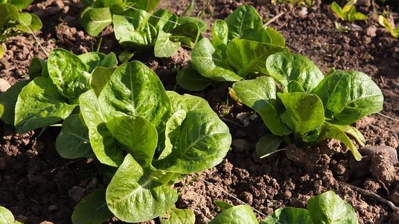 80 huertos para Logroño