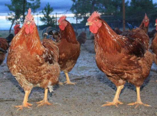Pollos y gallinas ecológicos en ‘EsDeRaíz’