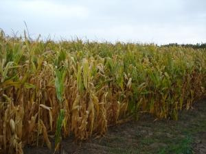Agricultura ecológica