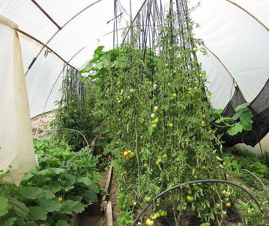 La agricultura ecológica puede nutrir al mundo