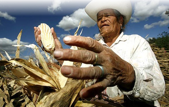 México. No quiere perder el maíz criollo y dice NO al transgénico