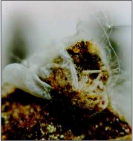 Emplean hongos para controlar plagas agrícolas en Sonora