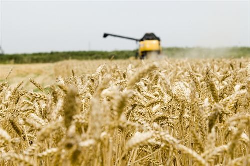 Los agrocombustibles reducen la producción de alimentos y aumentan el hambre en el mundo