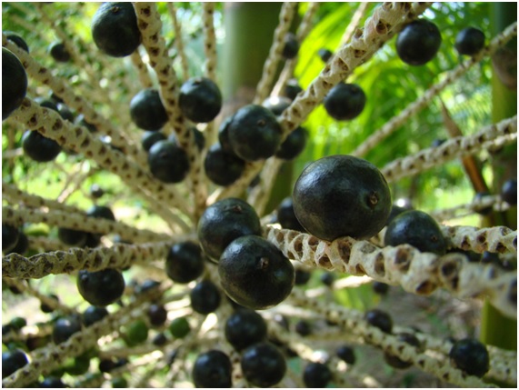 Acai: bayas de la salud