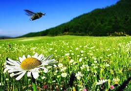 Combate la astenia primaveral con productos ecológicos