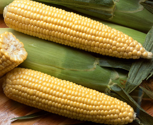 Agricultura inicia las gestiones para crear un grupo de trabajo sobre el uso y consumo de los productos transgénicos