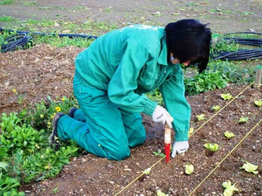 Castilla y León formará expertos en producción de alimentos ecológicos