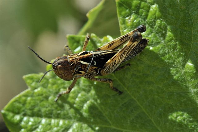 La CARM actúa contra la plaga de la langosta en unas 1.000 hectáreas