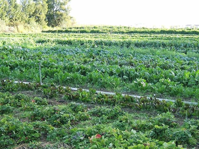 La agricultura ecológica puede alimentar a todo el planeta