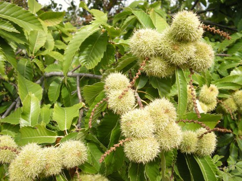 Alternativas ecológicas a los problemas del cultivo de la castaña en Huelva