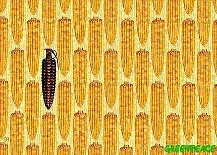 ¡Con transgénicos ni crêpes ni tortillas!