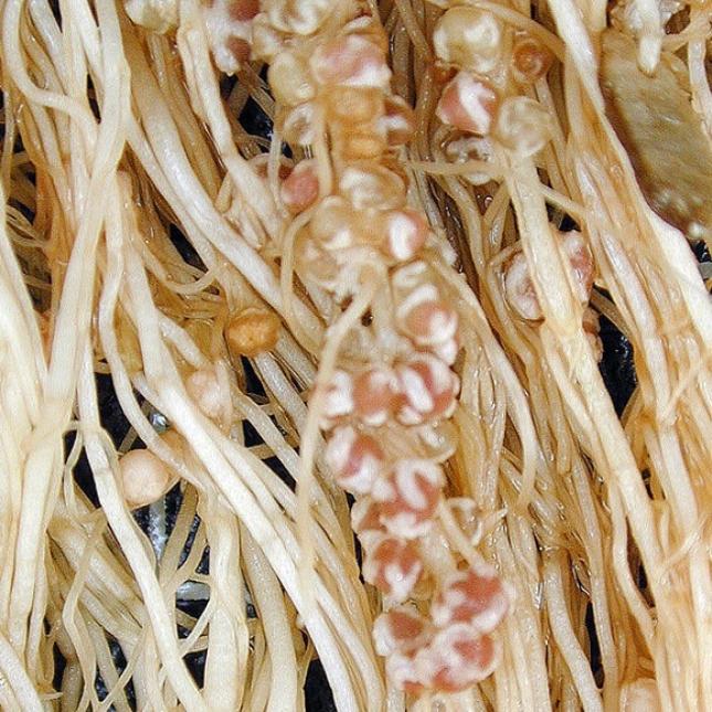 El empleo de inoculantes permite reducir el uso de fertilizantes químicos