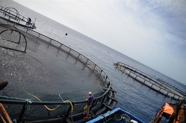 Eco-lubina en Canarias