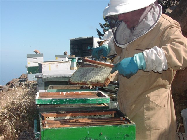 La apicultura onubense encabeza la producción ecológica andaluza con 8.464 colmenas certificadas