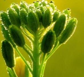 Los aceites de mostaza pueden ayudar a prevenir el cáncer