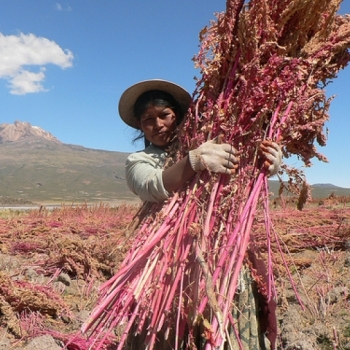 Los productores bolivianos pretenden cultivar 1 millón de hectáreas de Quinua Real en los próximos 10 años