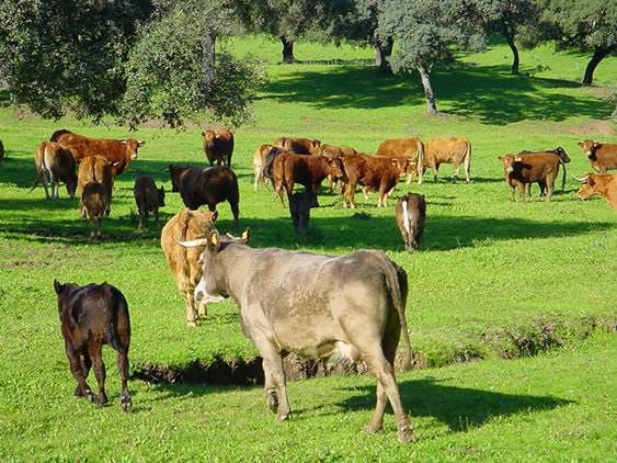 Cádiz estudia las oportunidades de productos lácteos y cárnicos ecológicos