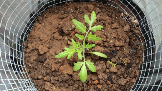 Mini invernadero para tomates