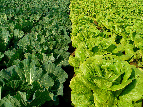 Los defensores de la comida orgánica