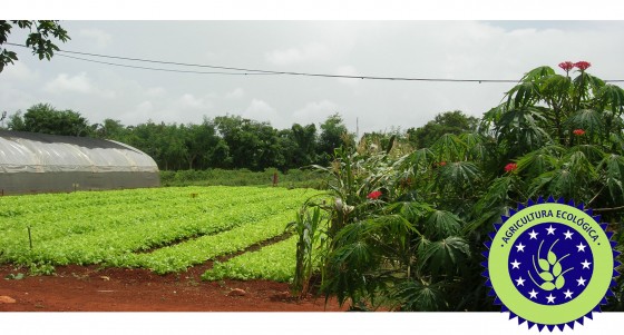 Agricultura ecológica