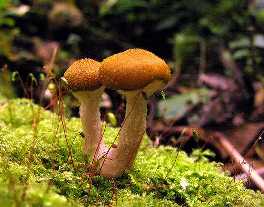 Una pyme de Castilla y León  hará el inventariado de las setas comestibles de la Región