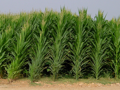 ONU incentiva la agricultura sustentable en países menos desarrollados