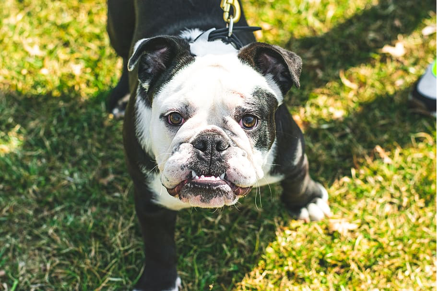 Noruega prohíbe criar Cavalier King Charles Spaniels y Bulldogs
