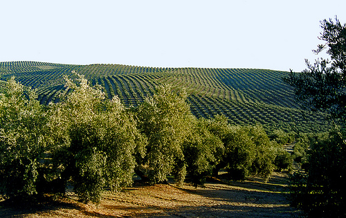 Cultivos sin fitosanitarios