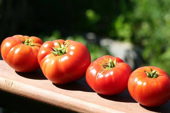Tomate frito ecológico