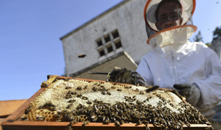 Ofertan de forma gratuita para su explotación 48 asentamientos apícolas en montes públicos andaluces