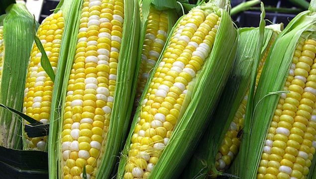 El Ministerio ‘miente’ sobre sobre la superficie cultivada con transgénicos