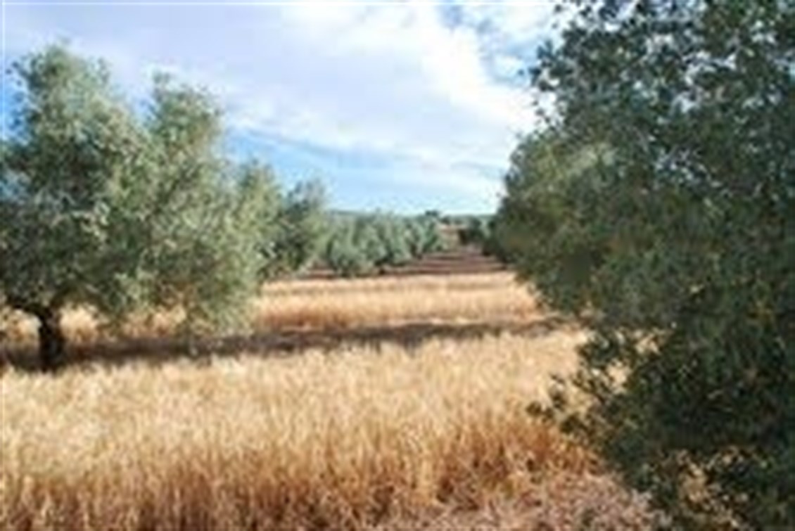 Heineken España impulsa un proyecto para cultivar cebada cervecera entre olivos para ahorrar agua