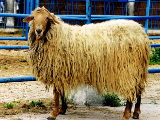 Madrid subvencionará su ganadería y agricultura ecológica