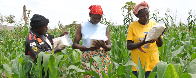 Intoxicación informativa en favor de los transgénicos