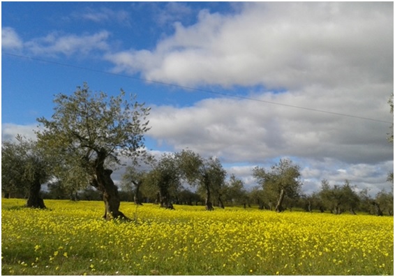 Los agricultores online conocerán sus olivos