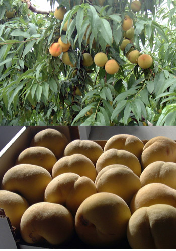 XIII Jornadas de tecnología postcosecha