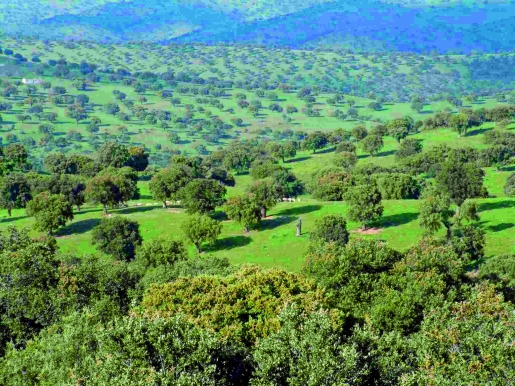 La producción ecológica impulsada por la CAAE roza el millón de hectáreas