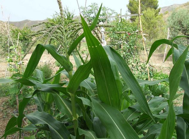 Remedios ecológicos para el jardín y la huerta