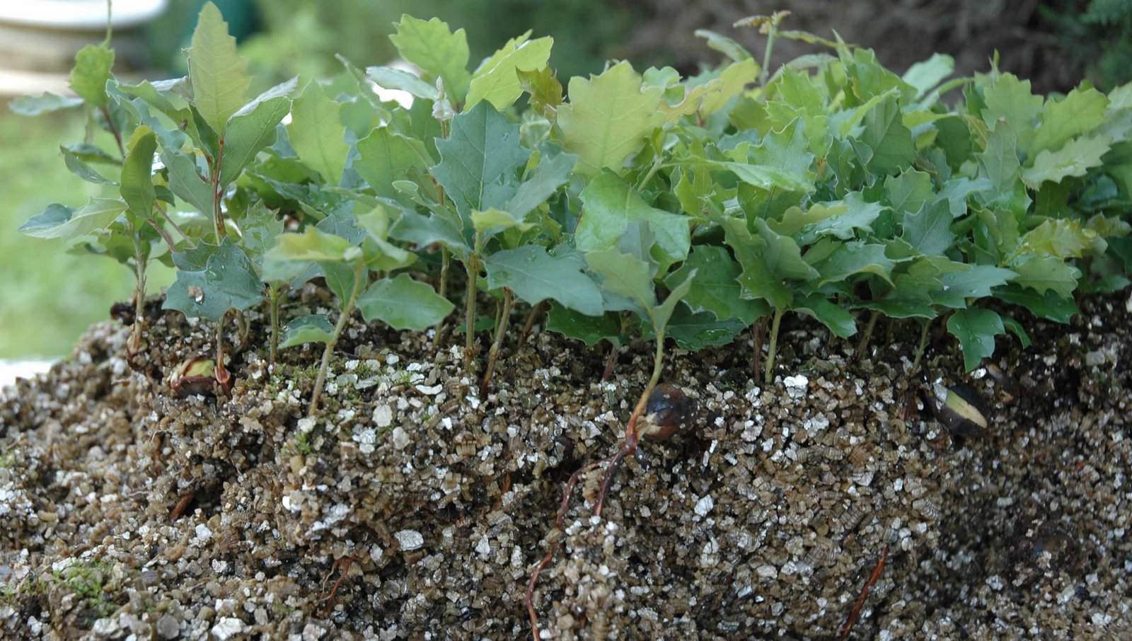 Un proyecto piloto para convertir a Soria en la tierra de la trufa