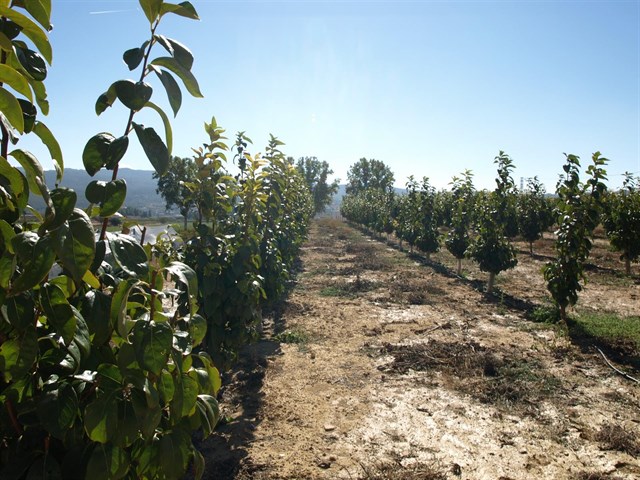 Agricultura evalúa el comportamiento agronómico del caqui en cultivo ecológico y convencional en la Región de Murcia
