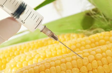 Europa se divide a cuenta del cultivo de transgénicos