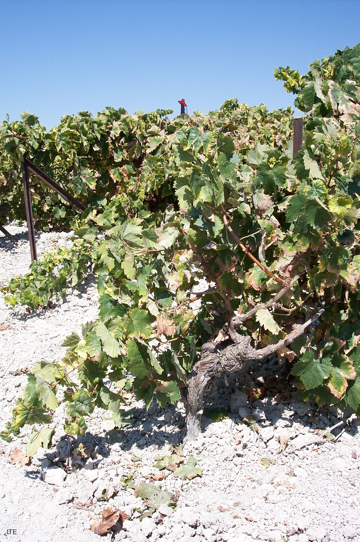 Nubes de datos para ayudar a los agricultores a mejorar sus cultivos