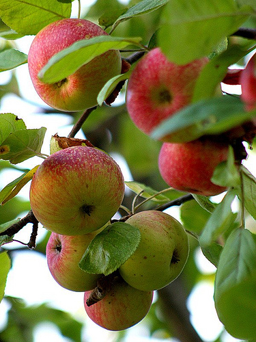 Becas de formación de postgrado en cooperativismo agrario y en agricultura ecológica