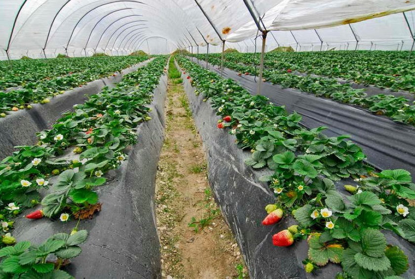 Los grandes supermercados y la industria alimentaria europea apoyan la campaña de WWF en defensa de Doñana