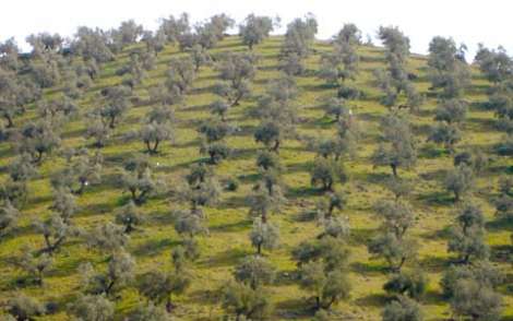 El programa Agenda 21 potenciará la agricultura ecológica y los cultivos alternativos al olivar